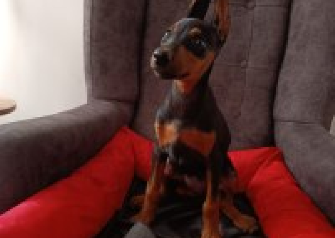 Doberman yavruları